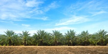 Panoramic View Of Date Palm Plantation Growing Up.