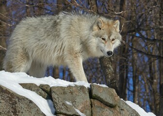 Sticker - Scenic view of a wild arctic wolf found roaming around in the woods