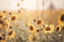  A Field Full Of Sunflowers With A Blurry Sky In The Backround Of The Photo And Sun Shining Through The Leaves.  Generative Ai