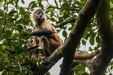 Canvas Print - Spidermonkey