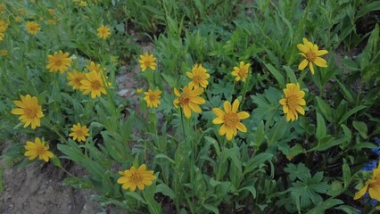 Poster - Sunflowers Sway in Gentle Breeze in Summer