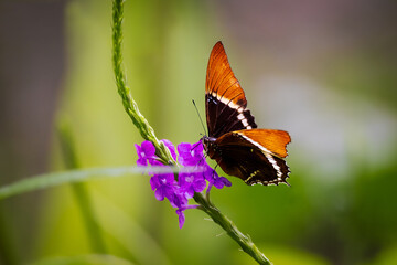 Wall Mural - Butterfly