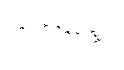 png flock of birds flying in sky isolated clear background