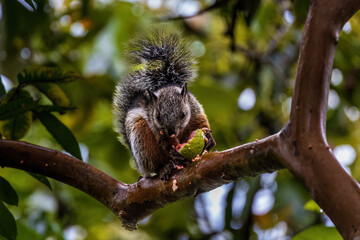 Canvas Print - Variegated squirrel