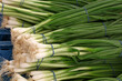 Heap of fresh green spring bunch onion