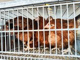 Fototapeta Zwierzęta - Gallinas en una jaula