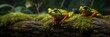 Beautiful header for website about wildlife and nature with beautiful close up exotic frogs sitting on mossy log in tropical forest. Generated with AI.