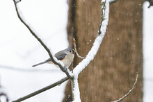 A Tufted Titmouse Sitting On Snow Covered Branches