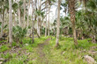 A path through a tropical forest lined with grass, palm trees, and palmettos