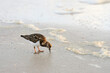 Rudy turnstone scavenging for food on the beach. It uses its beak to pick at item from the sand