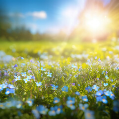 blue tiny flowers on spring blooming meadow with flying butterflies. banner of a fresh blooming forg