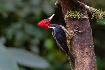 Sticker - Pale-billed woodpecker (Campephilus guatemalensis)  sitting on a tree in the forest of Costa Rica