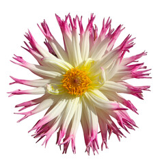 Wall Mural - Fleur de Dahlia cactus blanc et rose	