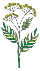 Sticker - Yarrow plant. Blooming herb color botanical illustration