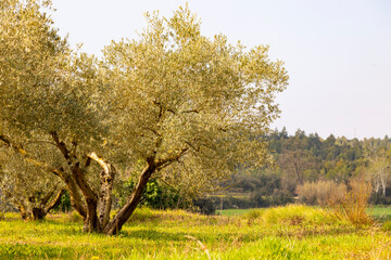 Wall Mural - Campo de olivos al amancer en primavera (campo, agricultura)