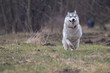 Siberian husky dog in motion. Winter, day, no people, outdoor.