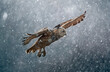 big white owl (Siberian owl - Bubo bubo sibiricus) flying in winter weather, snowflakes falling