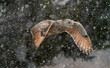 Siberian owl - Bubo bubo sibiricus fly in winter
