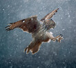 great white owl (Siberian owl - Bubo bubo sibiricus) catches prey in flight