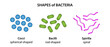 The three basic shapes of bacteria