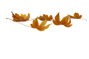 Wall Mural - fallen dry brown maple leaves isolated transparent png. autumn season.