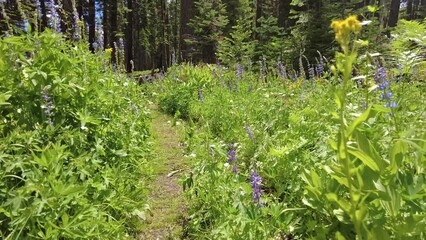 Poster - Hiking Trail through Lupine Wildflowers in Yosemite