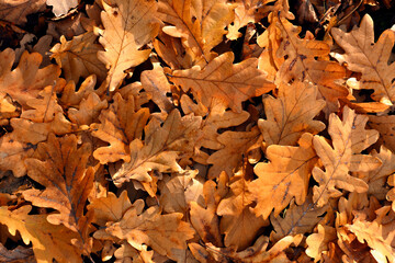 Wall Mural - dry autumn fallen oak leaves on the ground in late autumn