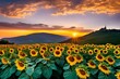 Field of sunflowers illuminated as the sun sets. AI generated