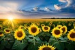 Field of sunflowers illuminated as the sun rises. AI generated