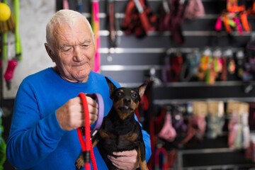 Wall Mural - Elderly man chooses and buys leash for his doberman pinscher dog at a pet shop