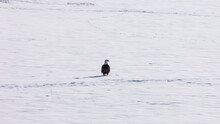 Bald Eagle In Snowy Field, Bozeman Montana Wildlife, Bald Eagle In Winter