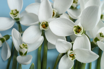 Wall Mural - Beautiful snowdrops on light blue background, closeup