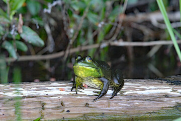 bull frog on a log