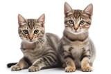 Fototapeta Koty - two shorthair kittens