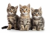 Fototapeta Koty - group of kittens