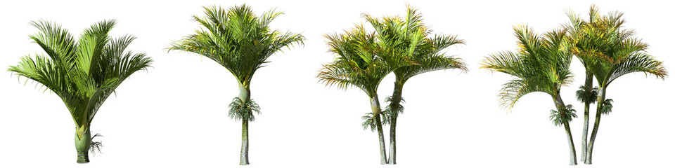 Wall Mural - Cut out tropics summer palm trees shapes 3d rendering png
