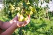 Large ripe varietal pears are ripe on the garden plot. Harvesting. Fruit.