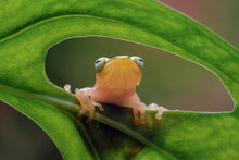 Golden Frog On Leaf