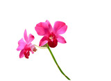 Fototapeta Storczyk - red orchids on transparent background