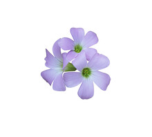 Purple Shamrock Or Love Plant Or Oxalis Flowers. Closeuo Small Blue-purple Flower Bouquet Isolated On Transparent . The Side Of Exotic Flowers.	