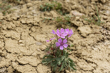 Purple Desert Flowers Close-up. Dry Summer Without Rain. Cracked Earth And Blooming Wildflowers. The Concept Of Global Warming And Climate Change. Hot, Sultry Air. Atmospheric Conceptual Natural Photo