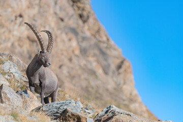 Wall Mural - The king of the Alps, fine art portrait of Alpine ibex male in the summer season (Capra ibex)