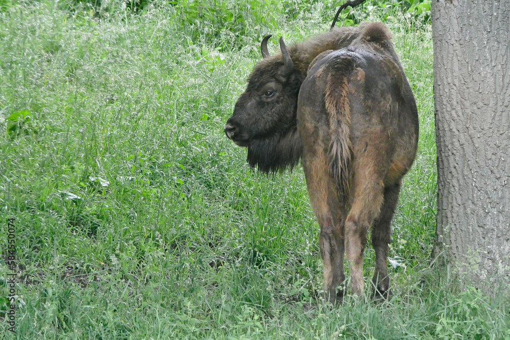 The European bison (Bison bonasus), also known as the wisent is a ...