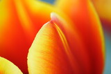 Close up of tulip petals