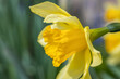 Close up on a yellow jonquil flower in the garden