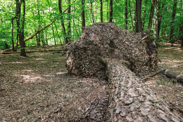 Poster - Kabaty Woods - woodland park in Warsaw, Poland