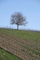 Poster - Baum in einem Weinberg bei Sommerach