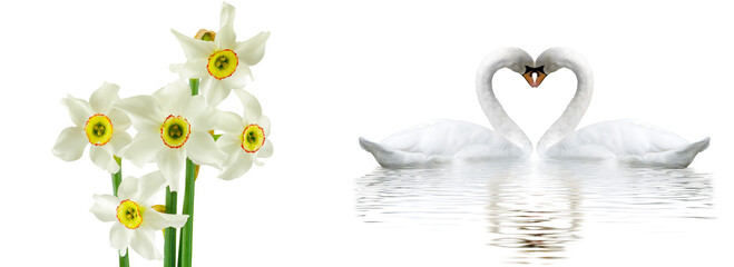 Wall Mural -  Romantic banner. Two swans form a heart shape with their necks