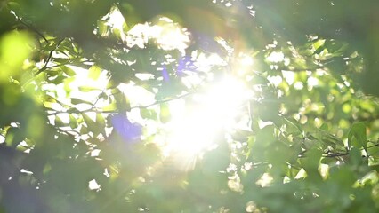 Wall Mural - sun light shine through green tree in the morning day, slow motion defocused scene