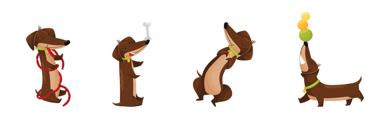 Wall Mural - Cute Dachshund Character with Long Body and Collar Vector Set